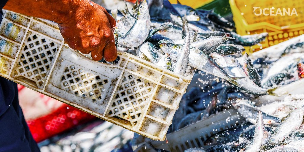 OceanaMexico's tweet photo. La pesca ilegal afecta a todos los estados costeros, pero Sonora es la entidad en la que más producto se ha retenido tras los operativos de inspección y vigilancia para combatirla, con un total de 665,858 kg. cc @gobiernosonora https://t.co/BSH6vFJK8c