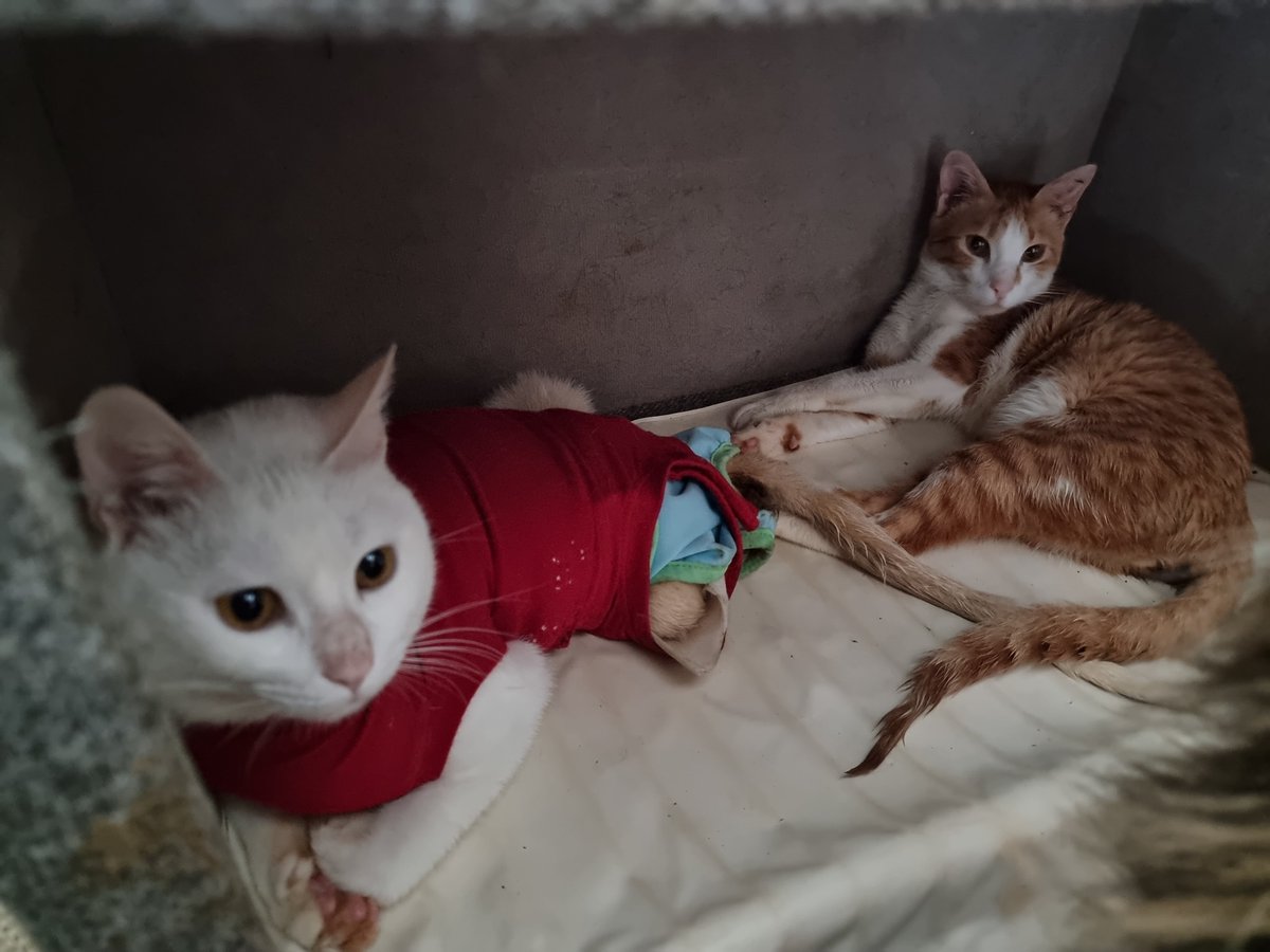 BCWRkittens's tweet photo. Caring is sharing @ BCWR
1. Manisha & Happy
2. Tippy with a confused looking Daisy
3. Sid and Patience.
Here we have 6 of our residents, all with different needs.
#manishatherescuekitten #happytherescuekitten #catsoftwitter #tippytherescuecat #sidtherescuecat #catrescue #bcwr https://t.co/hxcxSc85XB