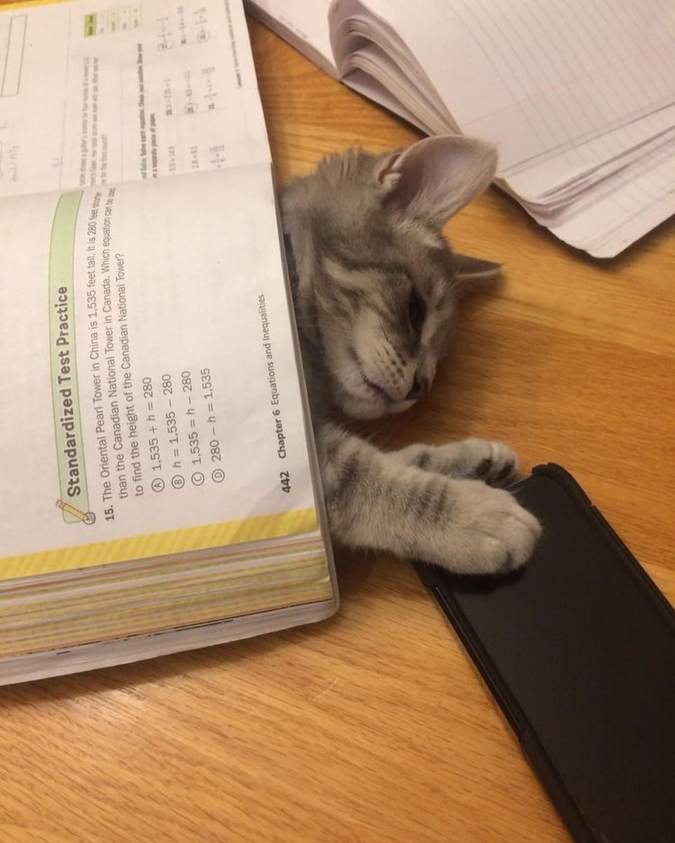 Cat Dealer (@catpicsdealer) on Twitter photo 