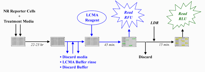 When screening test compounds for antagonist activities it is particularly important to quantify changes in the relative number of live reporter cells at the assay endpoint. Learn more about why you would include an LCM assay in your study: bit.ly/3mqCZY3