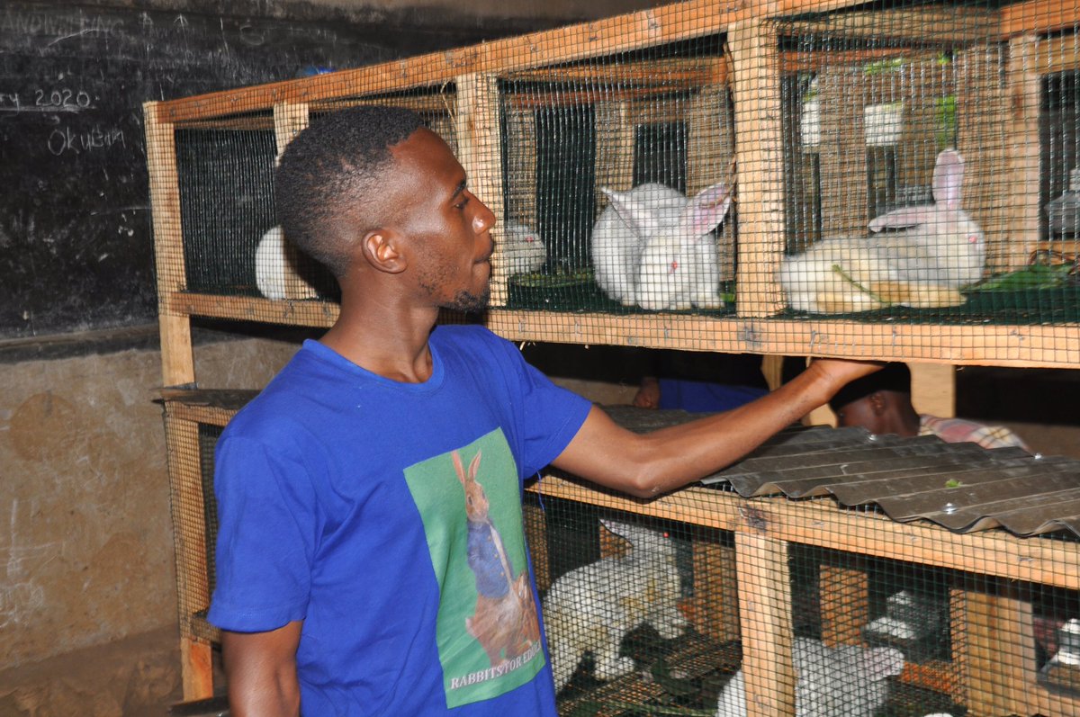 EducGuides's tweet photo. Through the RABBITS FOR EDUCATION project, @EducGuides is empowering households with pupils at Kabuga Primary Sch, Kamwenge district through Rabbit rearing, market linkages to raise school fees and reduce the number of dropouts.

#Back2School https://t.co/X0vQCmhQhE