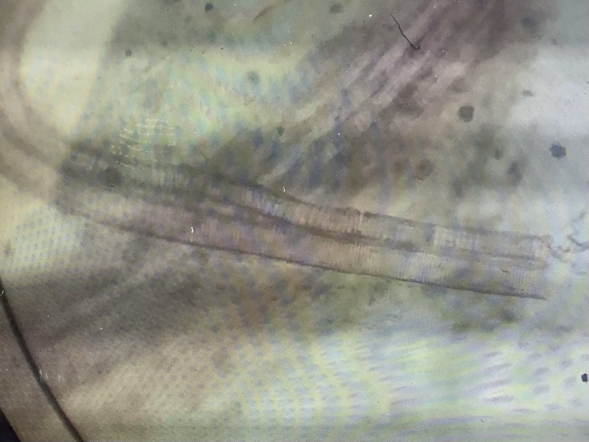 Dunottar Science tweet media