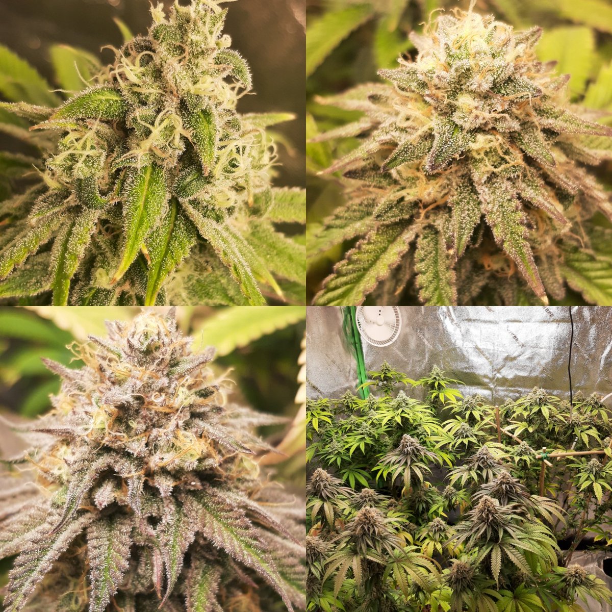 nickalexrian's tweet photo. Almost to the end of this run 🤗 a week or two left #siriusblack #tonyprofit #weddingfantasy . Grown with @lotusnutrients under a Bloom Plus bp3000 https://t.co/UkAY4HcLnn