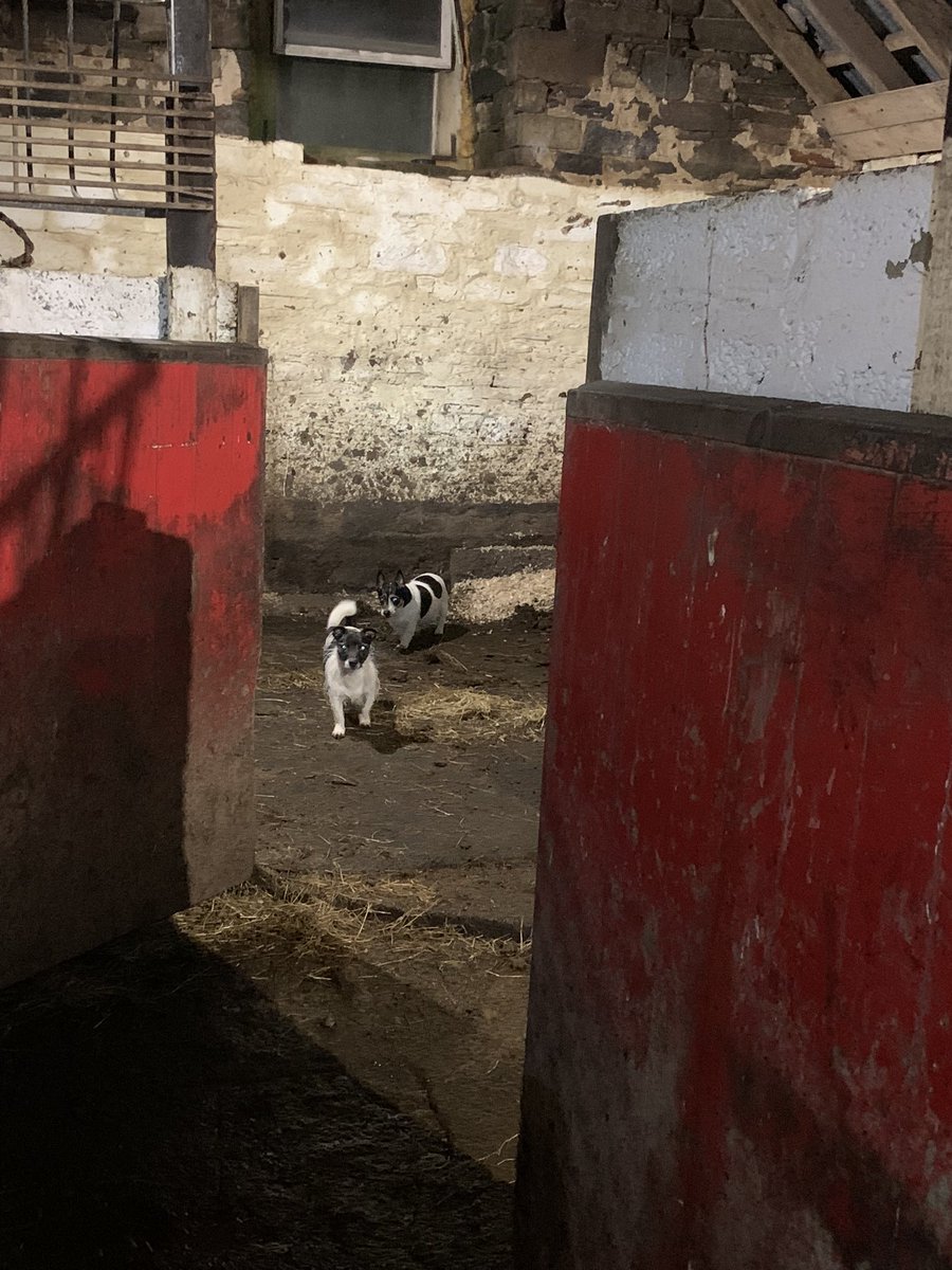 NavajoBirdsong's tweet photo. My #muckers tonight.. #jackrussells helping mucking out.. we left the corridor in swept as my ribs were nipping! #pleep
Love how Bhu n Sabbie just keep an eye on each other! 😜😉 https://t.co/fLP4mCEg15