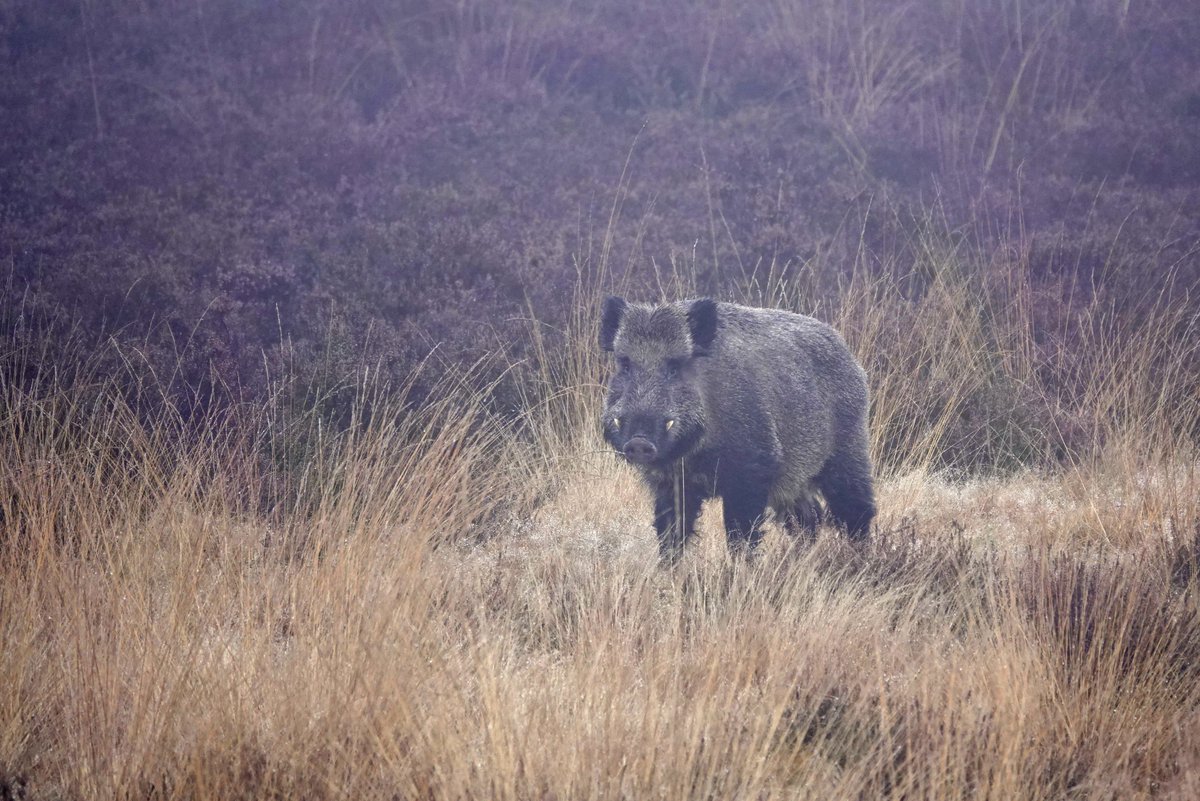 miek koopmans🐝 tweet media