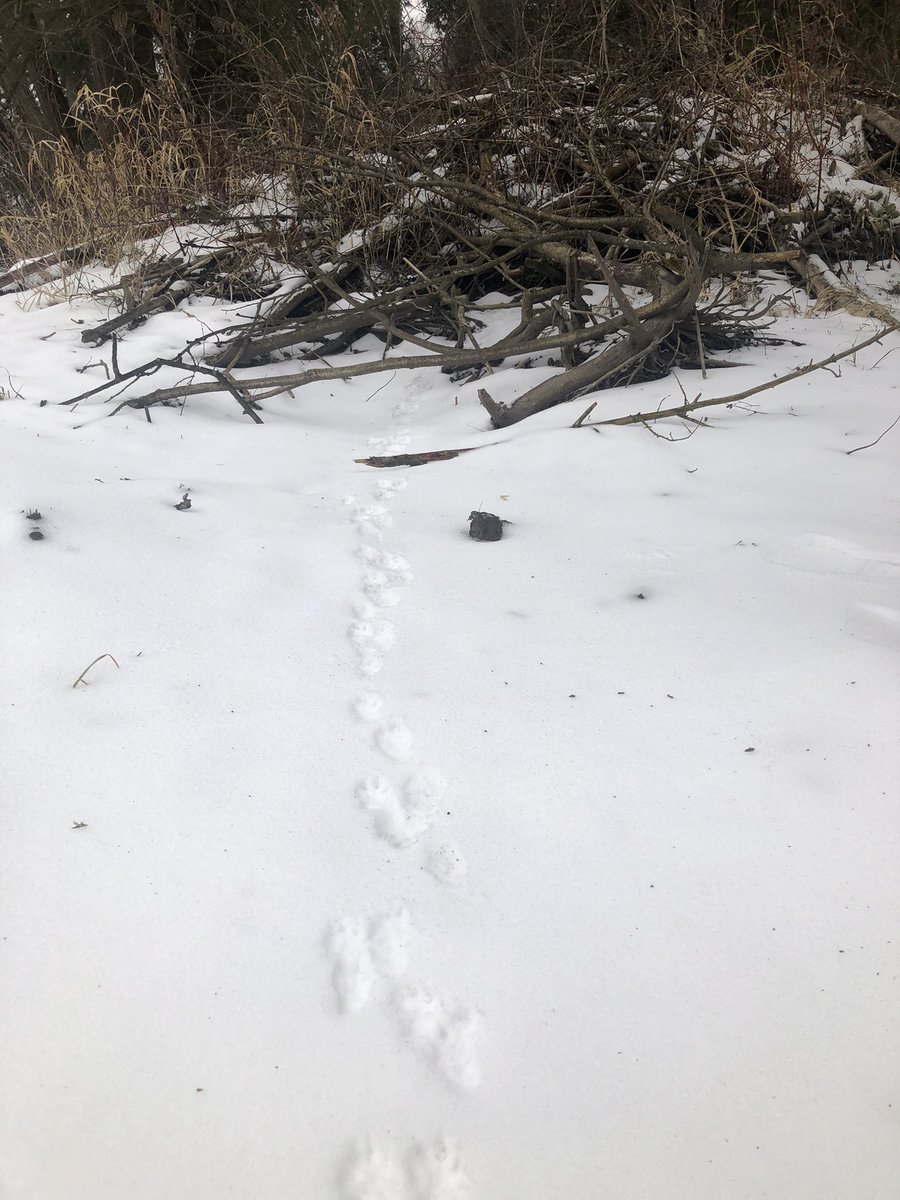 Etobicoke Outdoor Education Centre tweet media