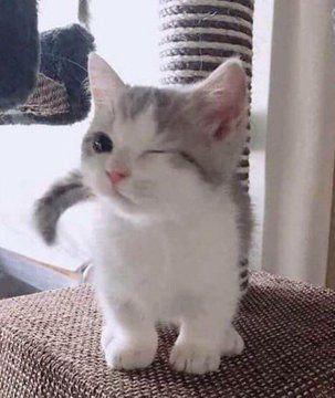 TENGO UN NUEVO GATITO!! :DDDD