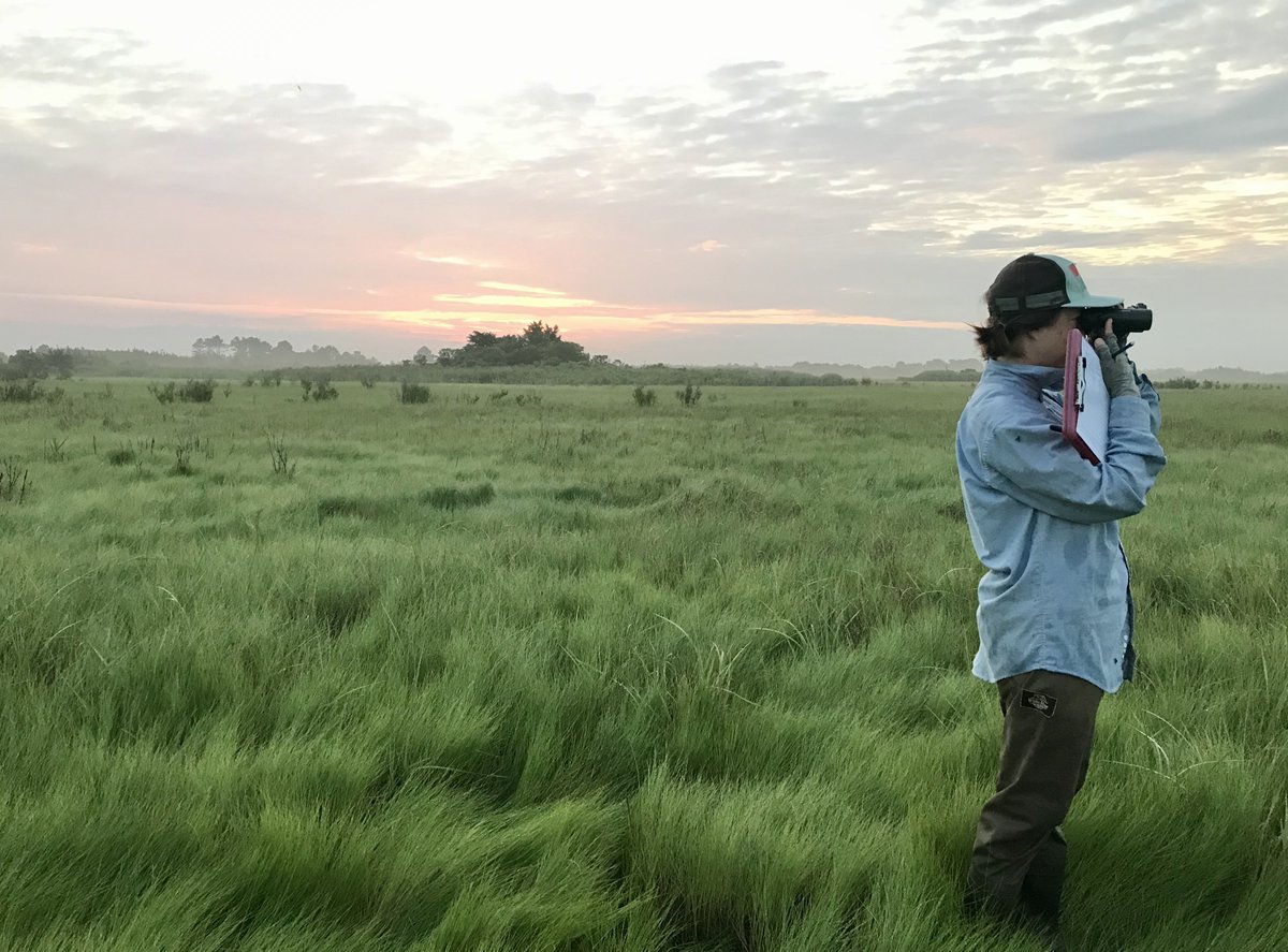 henbellman's tweet photo. We are hiring for seasonal staff! Are you interested in monitoring breeding shorebirds? Or Amphibians? Migrating shorebirds? Or Marsh birds? Check out our Wildlife Technician postings for more information! https://t.co/c0Xwn62l2X @DelawareDNREC https://t.co/nZZgvx3mNU