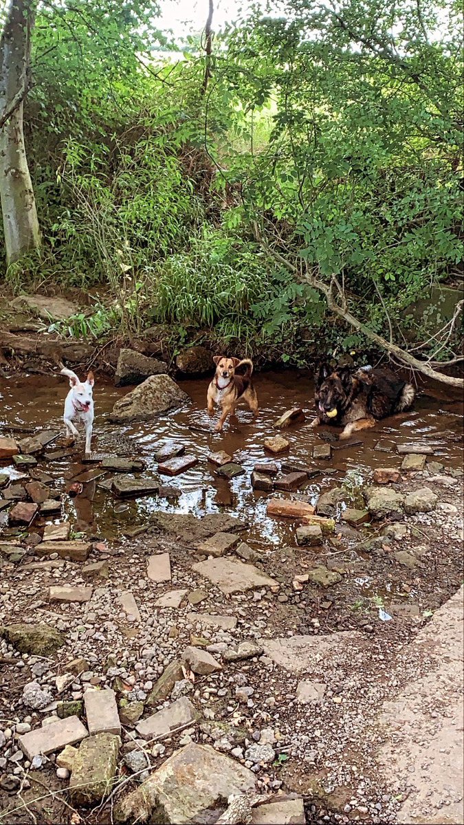 N1X6N's tweet photo. Seems like fate the first 3 @SoulDogsNFT I mint immediately remind me of my own actual dogs.
In awe…WAGMI 💎
Let’s see who else joins the fam…
#RUFFRUFF #RUFFSQUAD #SolanaDogShow 🔥 https://t.co/5zzDmX7hrV