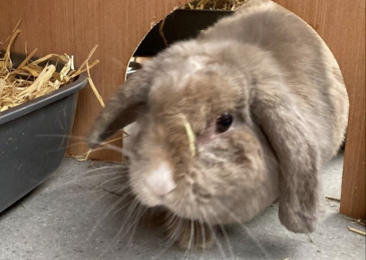BelovedRabbits's tweet photo. Our bunderful Cindy Lou Who is looking for her #foreverhome 

Cindy likes to sleep in one of the litter trays in her hutch all cosy with straw. For entertainment she throws the straw around and makes the place more homely 😂 

Can you offer her the happy ever after she deserves? https://t.co/Zal4XdhIYC