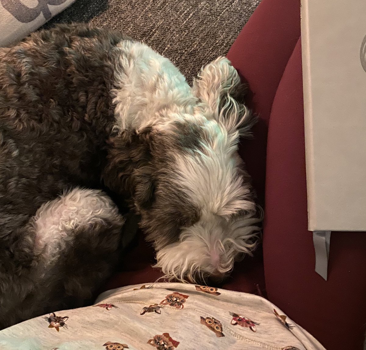 bemorebob2's tweet photo. My goodness pals I am so vory tired! I had to work allllllll day in the shoppy, then go for a walk where (of course) I was a complete loon. I’ve commandeered Mum’s lap. She’s not allowed to move now or do anymore work! #PyjamasOn https://t.co/ZnwF8MqUye