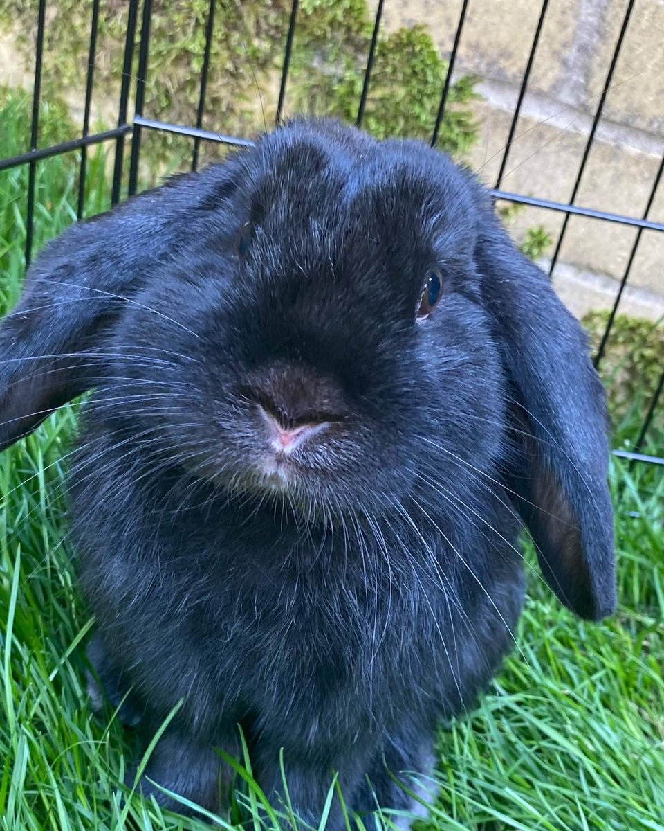 fly_runeterra's tweet photo. @Jasensational Here's Doughnut ! :) https://t.co/QQDrPDAVLj