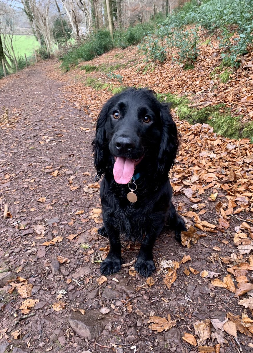 MoncrieffIan's tweet photo. @PaulBoissier Snap! This is Fergus who had a similar reaction when he sees a camera phone! https://t.co/1FvrWFVriR