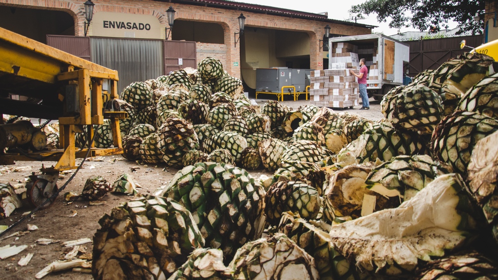 naughtypawsteq's tweet photo. Holy Agave! There is work to be done. 💚 #BeNaughty #BeNice #NaughtyPawsTequila #NPT #GiveBack⁠ https://t.co/l8KVxW9wfh