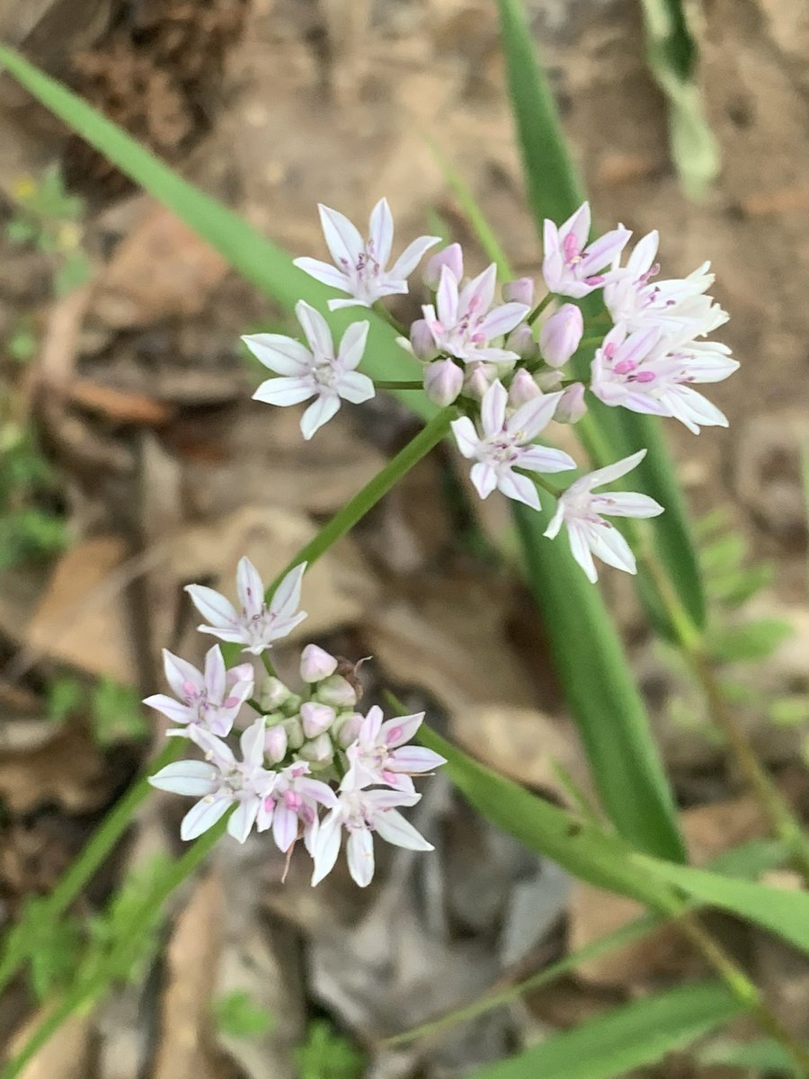 Penny Wilkerson tweet media