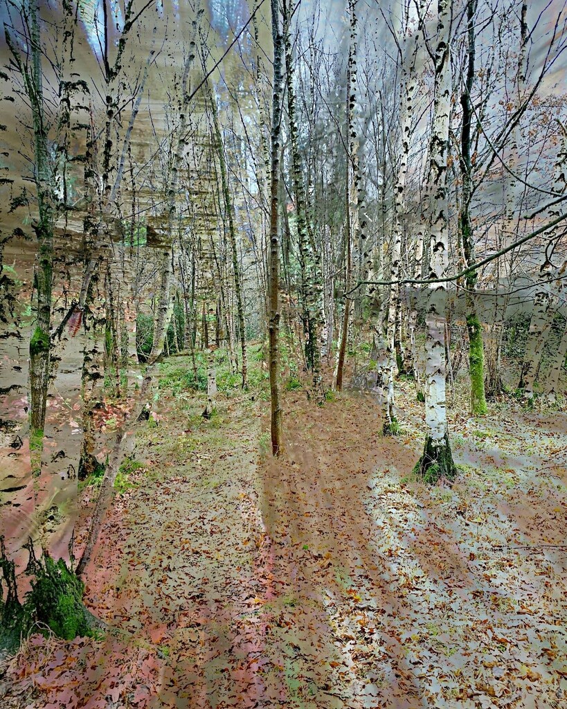 GhostsGavin's tweet photo. You are silver, so shine!

#silverbirchtrees #forestphotography #treesofinstagram #layeredphotography #winterlight #brightness #loveandfriendship #forestfreedom https://t.co/SGCNAZ9Aze