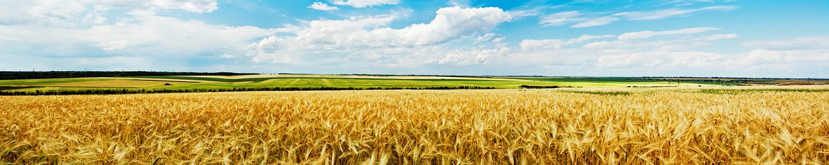 GMFreeze's tweet photo. GM developers want to release highly experimental #GMO wheat in an open field but haven't bothered to find out what caused unexpected effects in their last trial. If you think that's wrong, say so in the public consultation https://t.co/9BYJvrwcSb https://t.co/aJcf263qc7