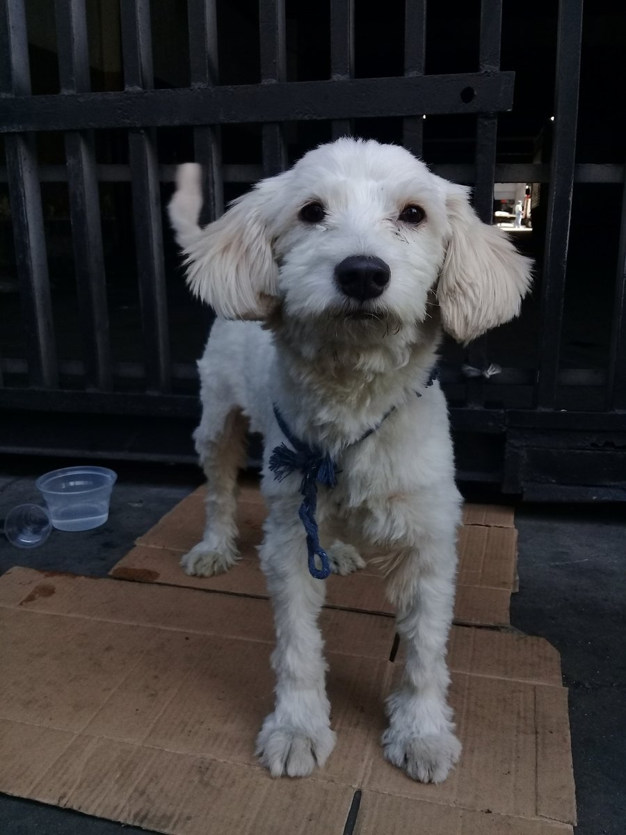 liliakunaizeh's tweet photo. AYUDA POR FAVOR PARA QUE APAREZCA SU FAMILIA Este perrito aparecio por el Mercado de Quinta Crespo Caracas, limpio, pelo y uñas cortadas, asustado, llora Contacto: 0414-2396324 😢🙏💔@Ma_Elisa_G @solanomarianam  @mallela4848 @leonorgedeon @Mary_Jar @prinzzestter @PerritosVzla https://t.co/lG7caK8f7O