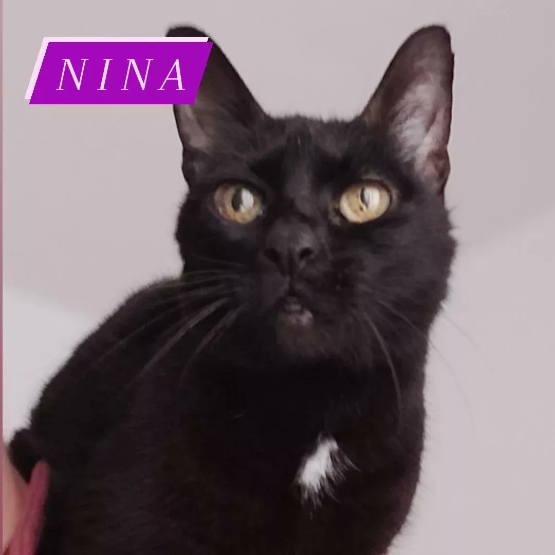 MasnouGats's tweet photo. 🆘️🏡🐈🐈🐈🐈🐈
¡Seguimos buscando acogida o adopción urgente para 5 gatos adultos! Su mami está gravemente hospitalizada y ya no se podrá hacer cargo de ellos 😔 Cariñosos y acostumbrados a formar parte de una familia 🥰 Contáctanos si puedes acoger o adoptar 📲📩
#ElMasnou https://t.co/8FieYm7AwS
