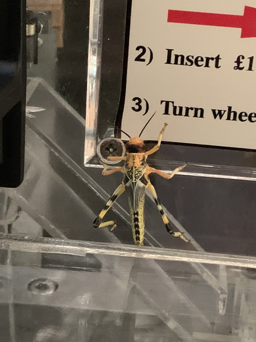 LMac1978's tweet photo. Found this little fella on the coin machine in the Dragons in Danger habitat @chesterzoo thought he was lost… turns out he was dinner and was making a break for it 🙈 https://t.co/BXnuHXXvHT