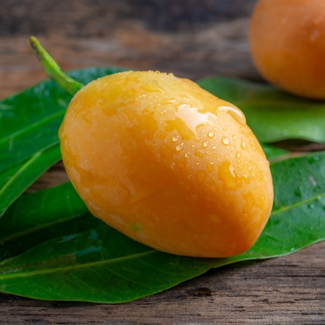 box_grocery's tweet image. Also known as the Marian Plum, Maprang is a tropical fruit with sweet to sour taste. The fruit looks similarly to a mango but the entire fruit is edible.

Tap to order today 🥭  londongrocery.net 

#maprang #exoticfruits #tropicalfruits #thaifruits