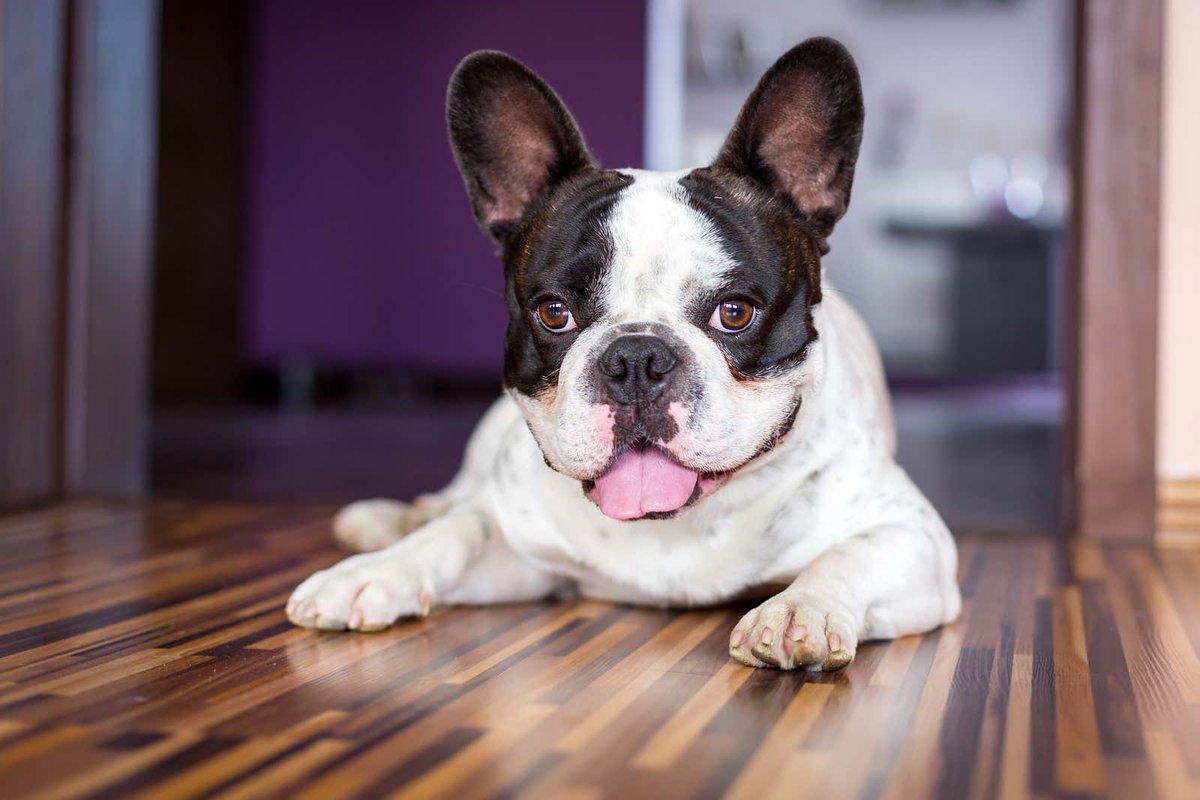 TheOnion's tweet image. The Most Unethical Dog Breeds You Can Purchase And Why bit.ly/3KjZ6dc