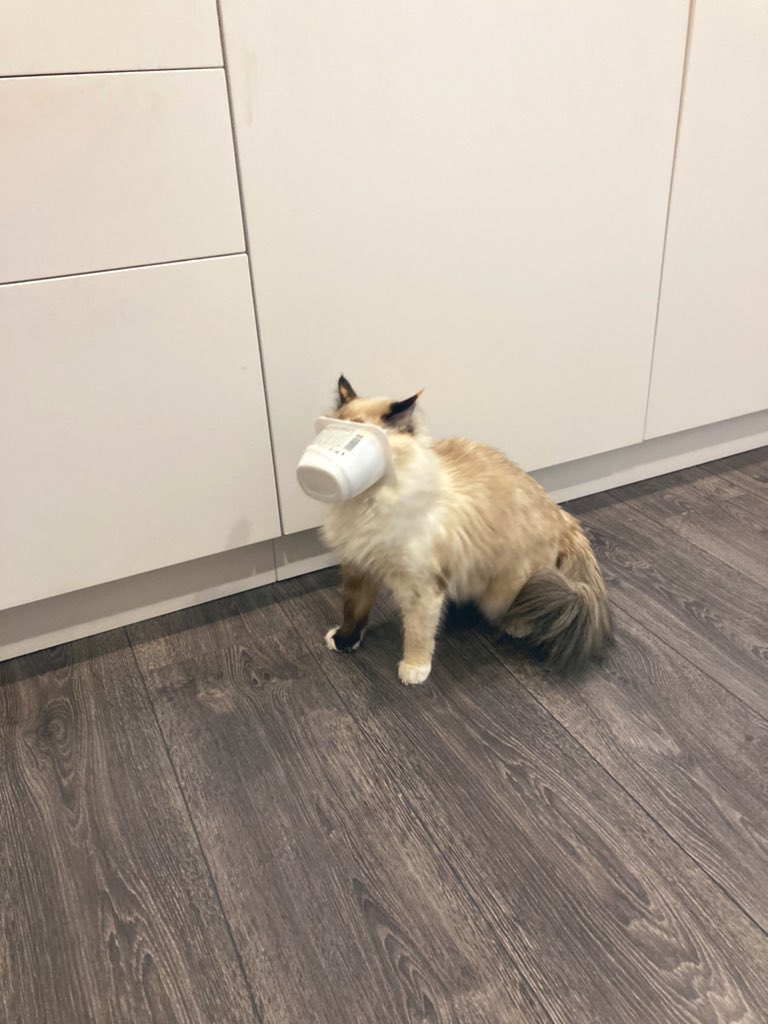 blaublimm's tweet photo. Пластмассовый мир победил https://t.co/tKTCRCBPHn