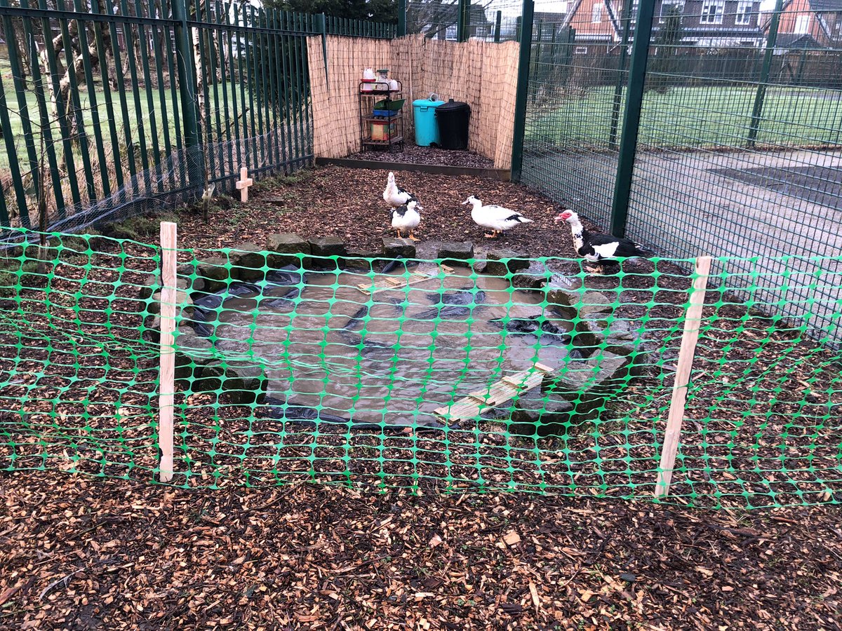 Livvi_Fay's tweet photo. A lovely day for it 🦆 🐐 #schoolfarm #farmlife #LPTF @LeverParkSchool @bolton_pru https://t.co/1fcxR1kshn
