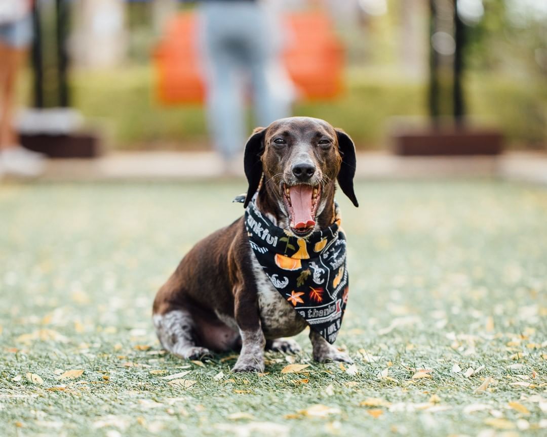 celebrationpt's tweet photo. This new year, make it a priority to have some fun with your pup! 🐶 Bring your pooch to our expansive dog park, full of room to run and obstacles to explore! 🦮 Have you and your dog visited the park? Let us know how it went in the comments below! 👇 https://t.co/Gr6y8sdrbC