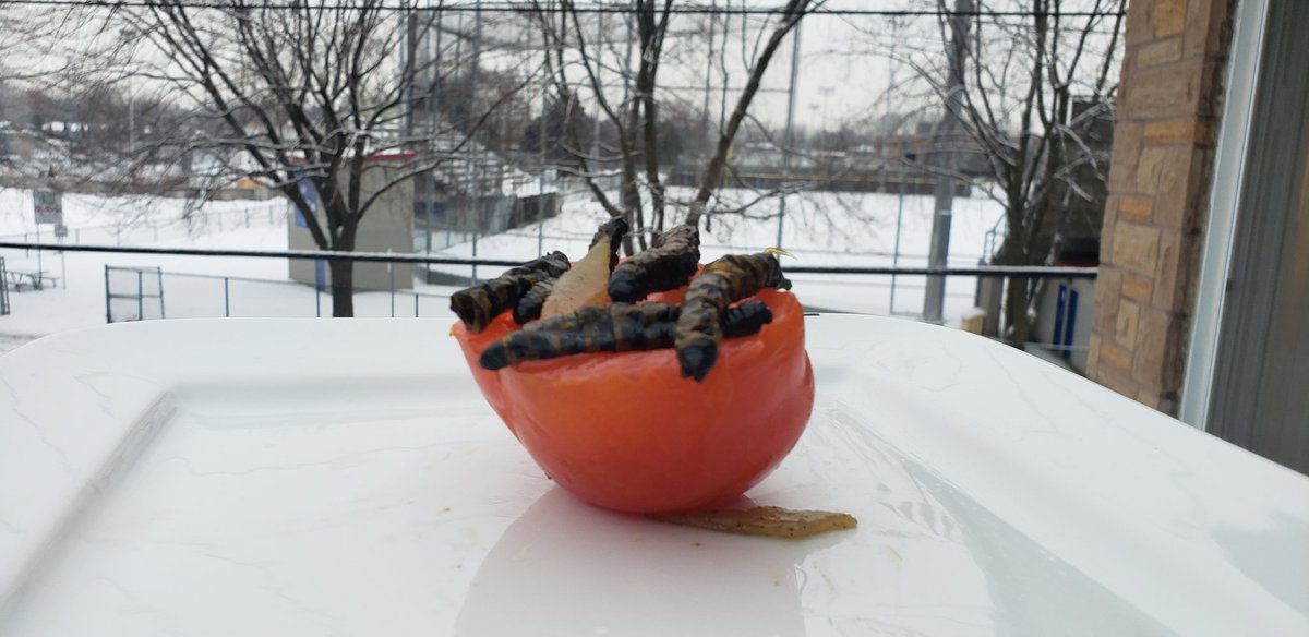 CLungudi's tweet photo. Ce n'est pas encore au menu Tim Hortons, les MINGOLO (Chenilles, Caterpillars). #entomophagie .
L'insectarium de Montréal encourage l'élevage et la consommation des insectes par les humains. En attendant, importation from DRC (RDC). #entomophagie
#caterpillar #Mbinzo https://t.co/vSyGnQtRTD