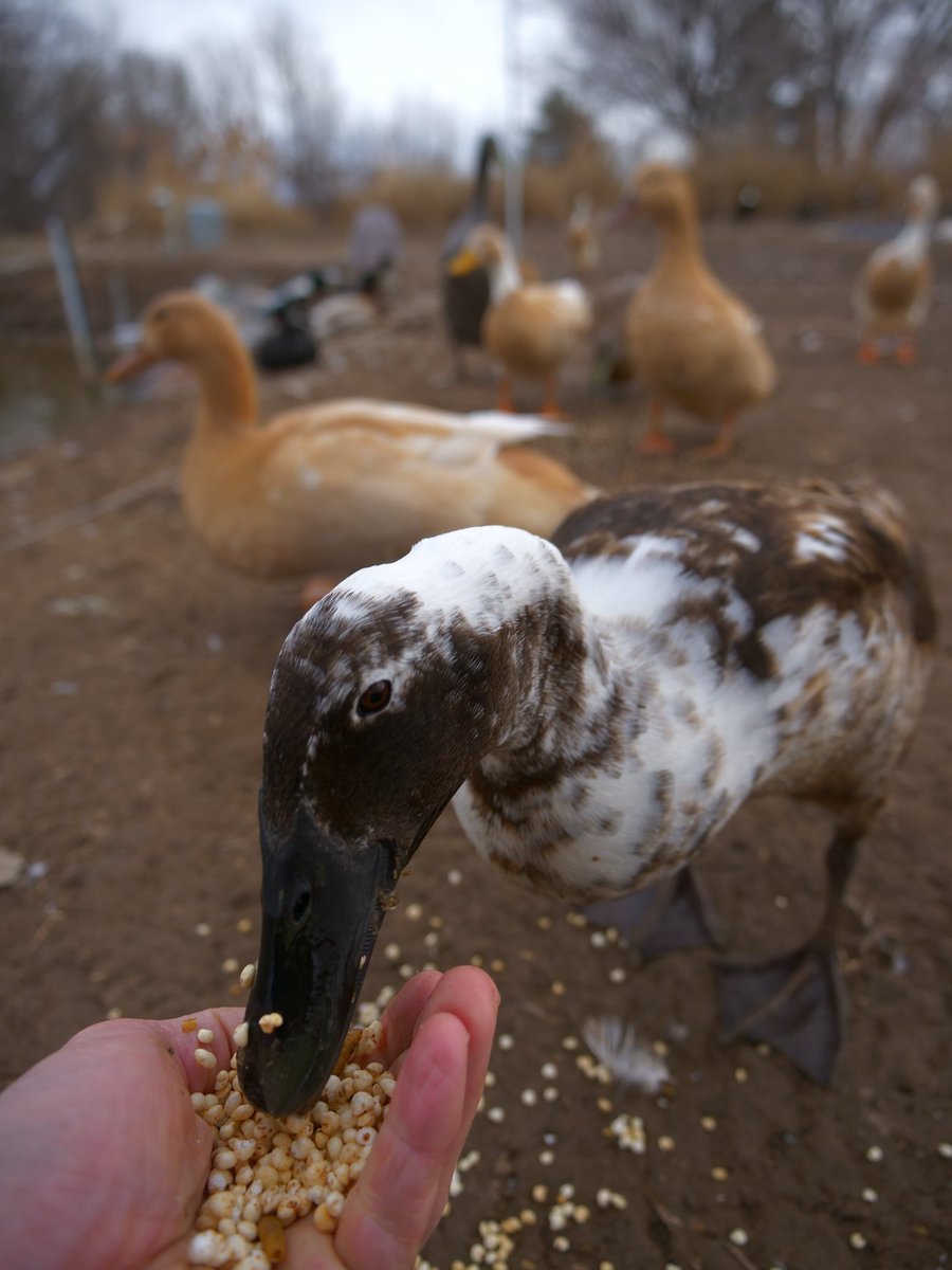 Feeding ducks will make you happy. Retweet and I'll send a duck a treat for you. Watch the livestream chat at twitch.tv/dashducks for your name.