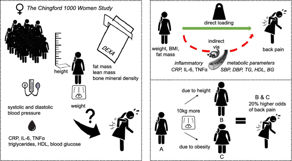 Seminars in Arthritis and Rheumatism (@seminarthrheum) on Twitter photo Article in press:
In this study by <a href="/PereraRomain/">Romain Perera</a>, weight, BMI and total fat mass were directly related to back pain in middle-aged women.
See below graphical abstract.
sciencedirect.com/science/articl… Article in press:
In this study by <a href="/PereraRomain/">Romain Perera</a>, weight, BMI and total fat mass were directly related to back pain in middle-aged women.
See below graphical abstract.
sciencedirect.com/science/articl…