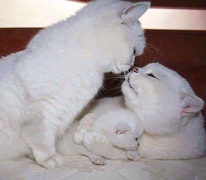 Кошка брата мам. Семья котов. Счастливая Кошачья семья. Кот, кошка и котенок. Котята с мамой.