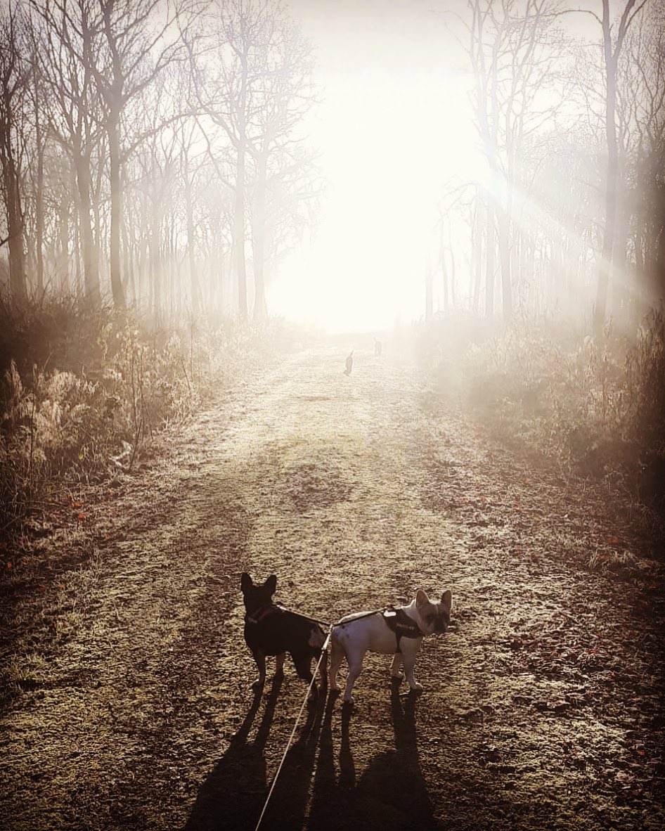 Winter walks 🐾 #WINTER #dogs #cold #lincolnshirebusiness