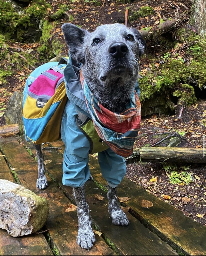 myalphapak's tweet photo. And the best hiking gear award goes to... ποΏ½οΏ½οΏ½π
πΈ: IG/jefferson_the_adventure_dog
#alphapak #campingwithdogs #doggear https://t.co/yHJhPb7LMB
