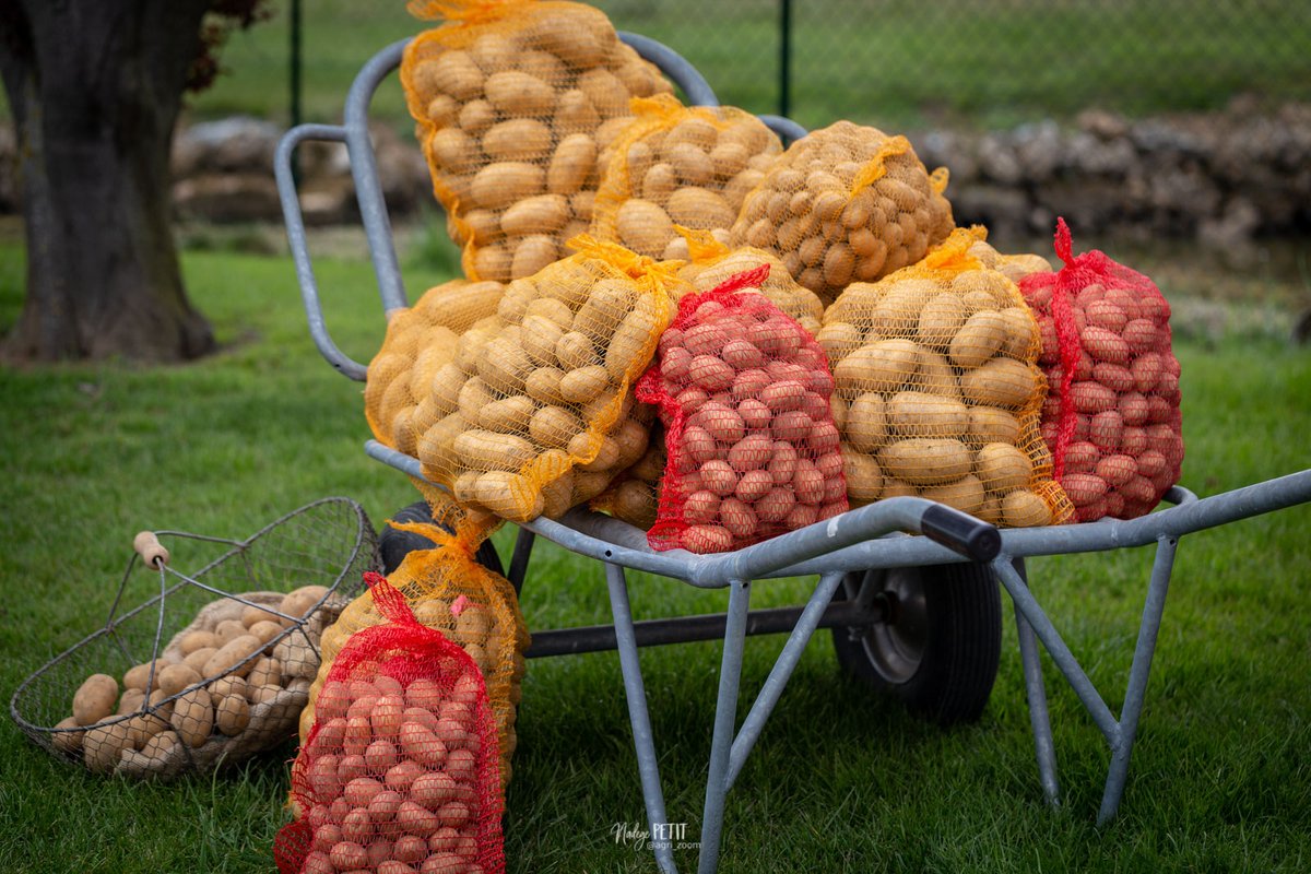 agri_zoom's tweet image. 📣Demain c'est vendredi ! Et pour bien préparer le week-end, vous pouvez passer demain après-midi à la ferme prendre un sac de pommes de terre ! On vous accueillera avec le sourire🍟🥣 
#FrAgTw #VenteDirecte