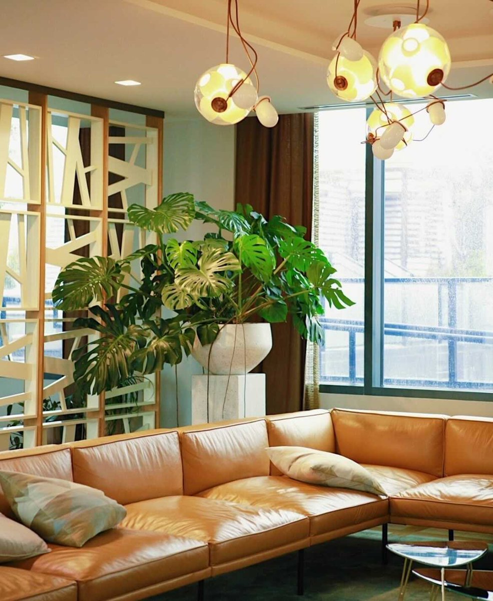 This monstera is truly magical. ✨🪴 Thanks to our partnership with @REWILD_DC,  Novel’s lounge areas wrap you in greenery.