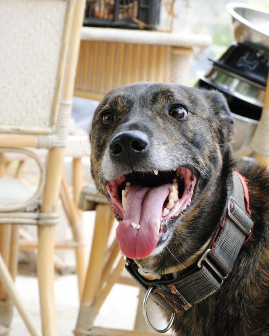 huellassalvadas's tweet photo. 🐶ARGOS QUIERE UN HOGAR 🏡

Argoses un perrete tan mimoson y es súper cariñoso🥰 y te quiere pedir una oportunidad‼️
Desde su casa de acogida, os saluda, deseando conocer a su futura familia, donde le den un🏡permanente.

💖¿Te animas a adoptarlo?💖 Apto con niños y Peluditos🤗 https://t.co/CoSWmcxYwF