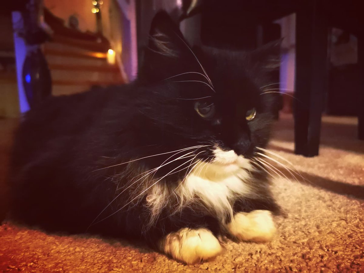 vivileaks's tweet photo. Her er katt(Puffen).
Vi trenger litt katt i blant, #pandamnit https://t.co/2BWjBQzgdm
