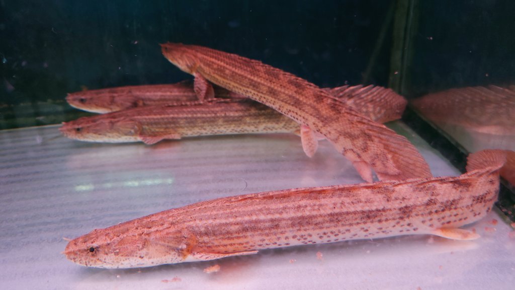 古代魚 Twitter Search Twitter