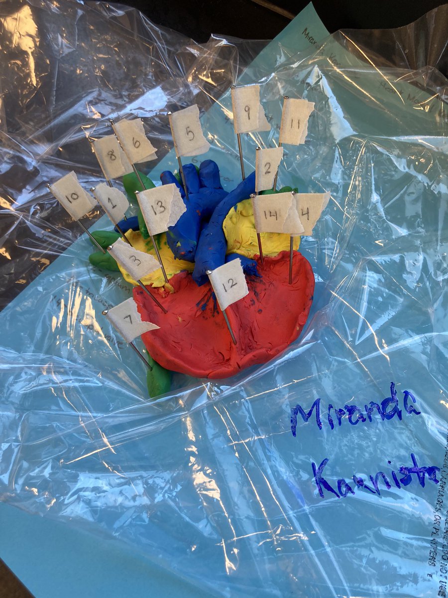 SciencebyDoyle's tweet photo. This is what a classroom looked like when medical terminology students create clay hearts and then dissect sheep hearts. #stem #education #fun @young_evolve @MSD_iSTEM https://t.co/ChTsCfmcQG