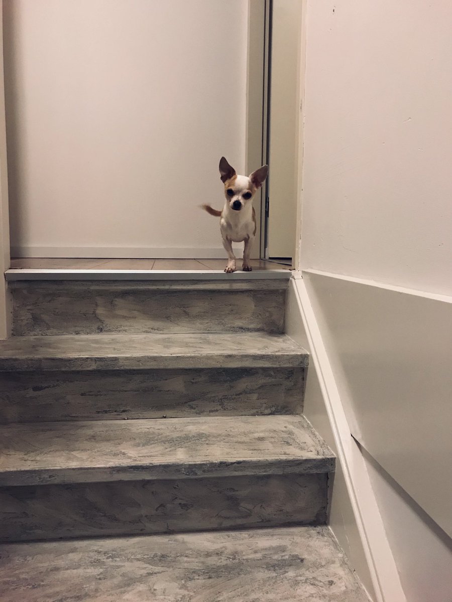 Pip_Jansse's tweet photo. Mam, kom je ook naar bed? En wil je me dan nog wat snoepjes meenemen? Thanks! #Slaaplekker #DogsofTwitter #Chihuahua #Snoepjes #Hondenmogenbestinbedslapen https://t.co/MiDSUpTKbQ