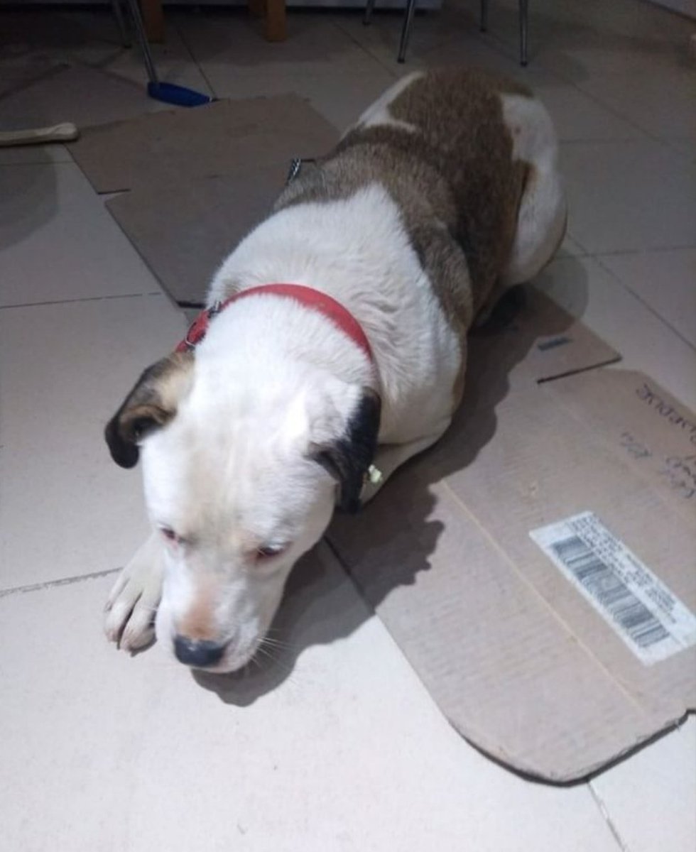 Adı Pakize 2 yaşında, Dogo mix. Burdur'da sokakta yaşıyordu. Kulübede kedilerle uyuyan uysal bir köpek. Ancak son olaylardan sonra şikayet edilmiş. Artık orada kalamaz. Çipli ve kısır, acil yuva arıyor. Yuva bulamazsa barınağa gidecek *** İLETİSİM 0532 344 27 74