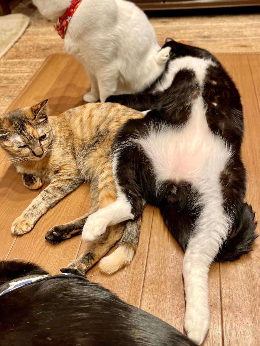 22onakaippai's tweet photo. 保護ねことVEGANのお店“
(ちょっとすいません。はいっちょっとすいません。)
@neu_neco
#番外編 #セス君のヒラキ #sethe #可愛いんですけど靴下 #撮影スペースは自分で確保できるタイプ https://t.co/WaQPf4UaAf