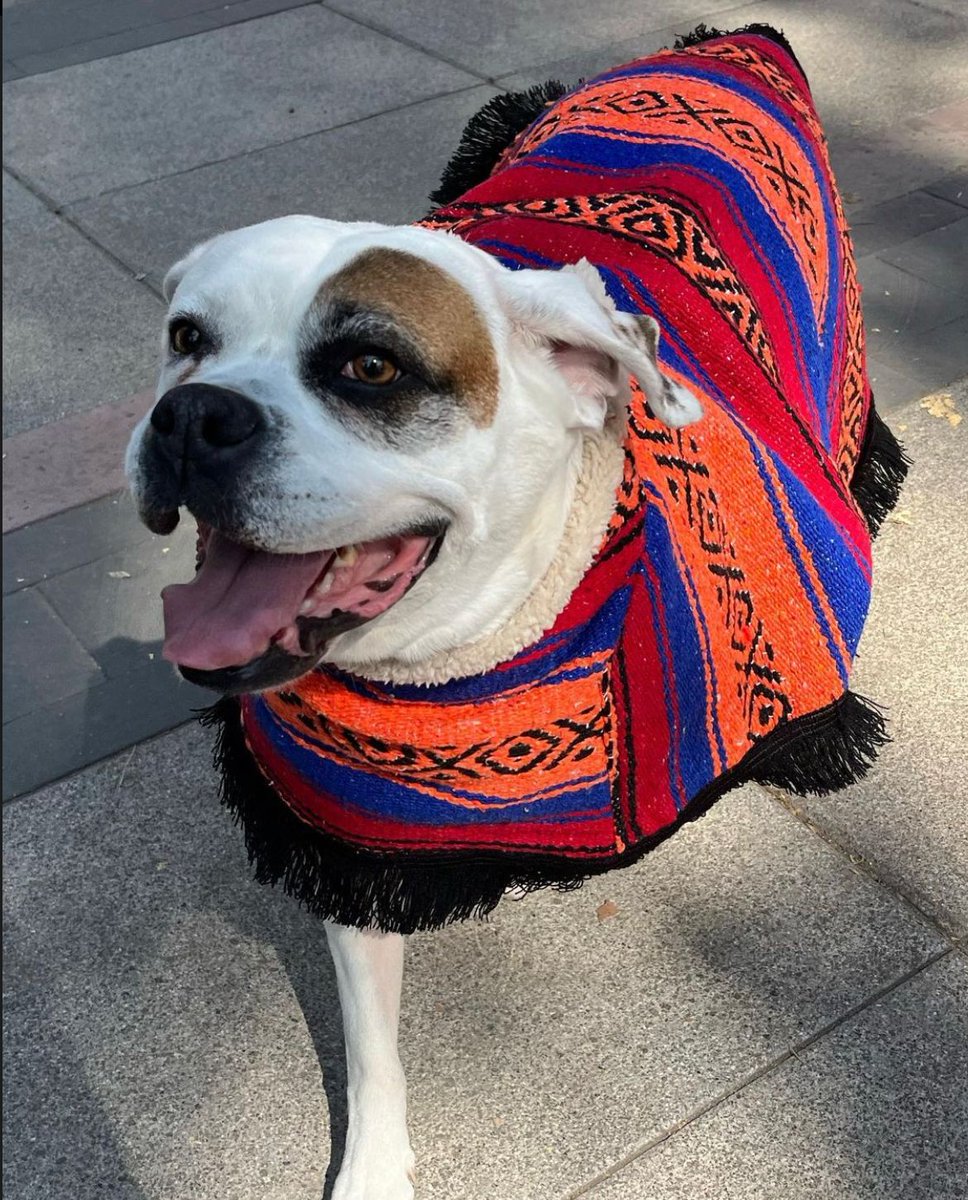 ZonkyPets's tweet photo. Luna estrenó poncho y Jorongo de @ZonkyPets 

Si tú también quieres el tuyo envíanos Dm… https://t.co/ttKGuV2Fon