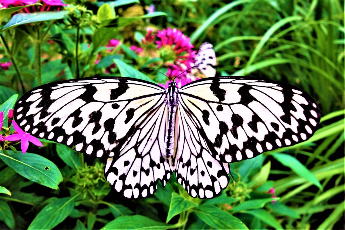 花蝶 オオゴマダラ 様でございます 国内最大級の蝶の一つで 沖縄県では平和の象徴として また近年 同県の 県蝶 として指定を受けるまでに崇高な存在となりました その巨体がヒラヒラと優雅に舞う姿は実に圧巻です また 蛹が美しい金色