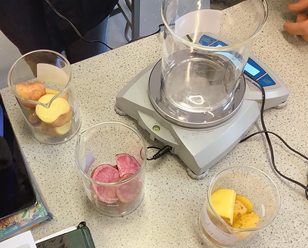 MarieRuane6's tweet photo. Big thank you to @BallymakennyF for donating their delicious range of potato for my 6th year Ag science students. We got to test the DM of the Mayan Gold, Pink Firapple, Golden wonder, Red Emily and Dunbar ๐ฅ๐ฅ @BallymakennyC #spudshack #edchatie #lcagscience https://t.co/qCUOZW2PrZ