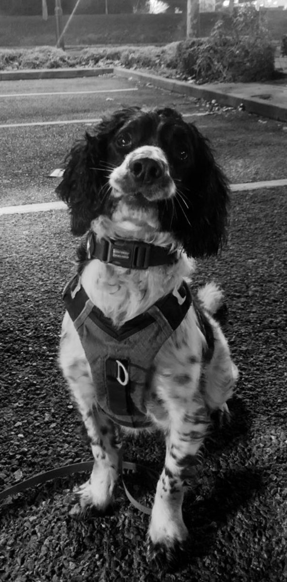 HantsTVPolDogs's tweet photo. Specialist Search Dog Patch deployed to search a vehicle with a quantity of cannabis located. Two arrested for possession with intent to supply 😎
#teampatch #thenoseknows #policek9 https://t.co/UP4PDuYxiq