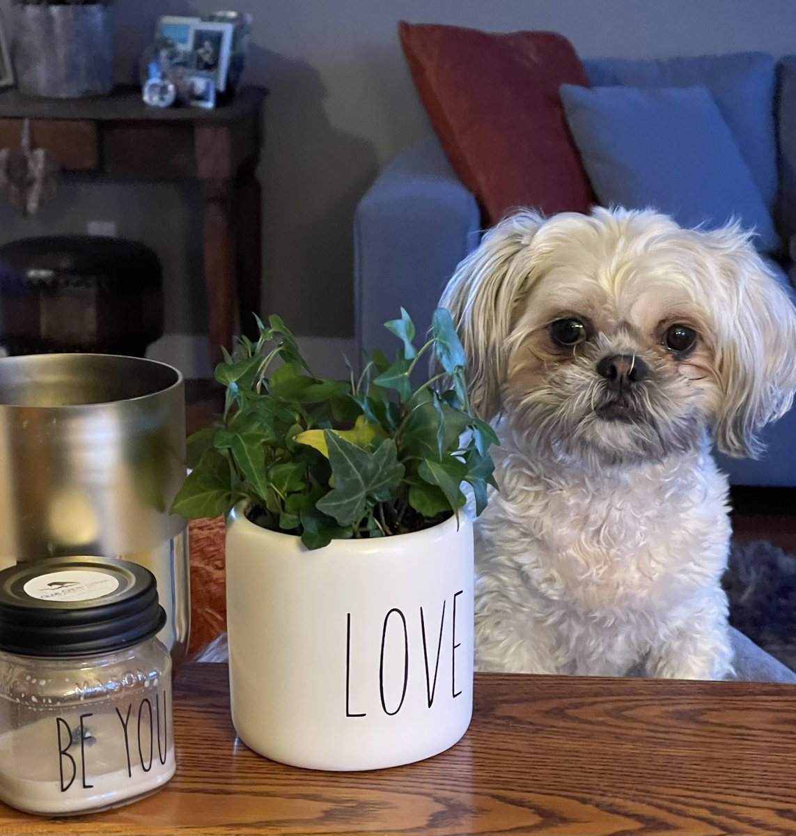 ‘Come sit on the couch and cuddle with me!’ ‘Oh - okay!’ 🐾#bestmentalhealthstrategyever 💗
