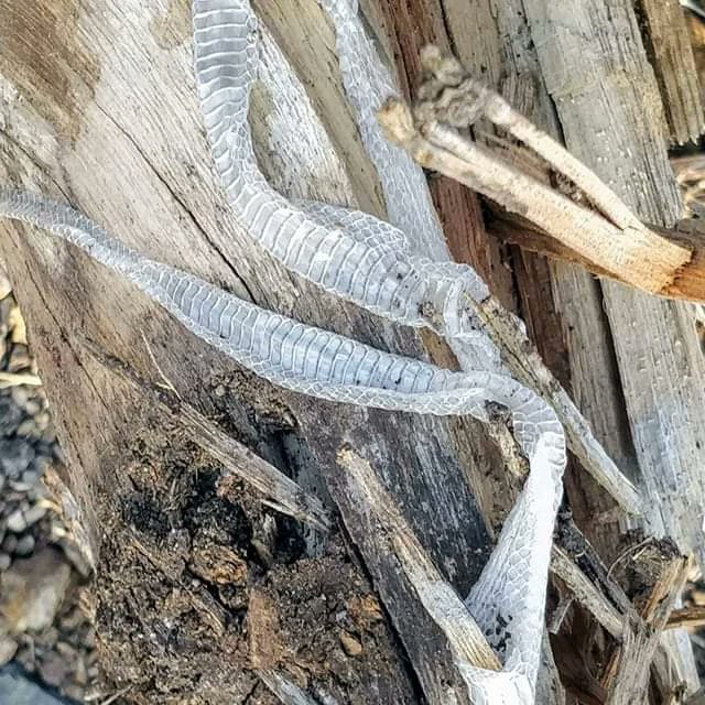 A Rare sight Snake Skin on a rough log. Although many snakes spend a significant amount of time underground, they usually come up to the surface to shed their skin. The skin looks very shiny
